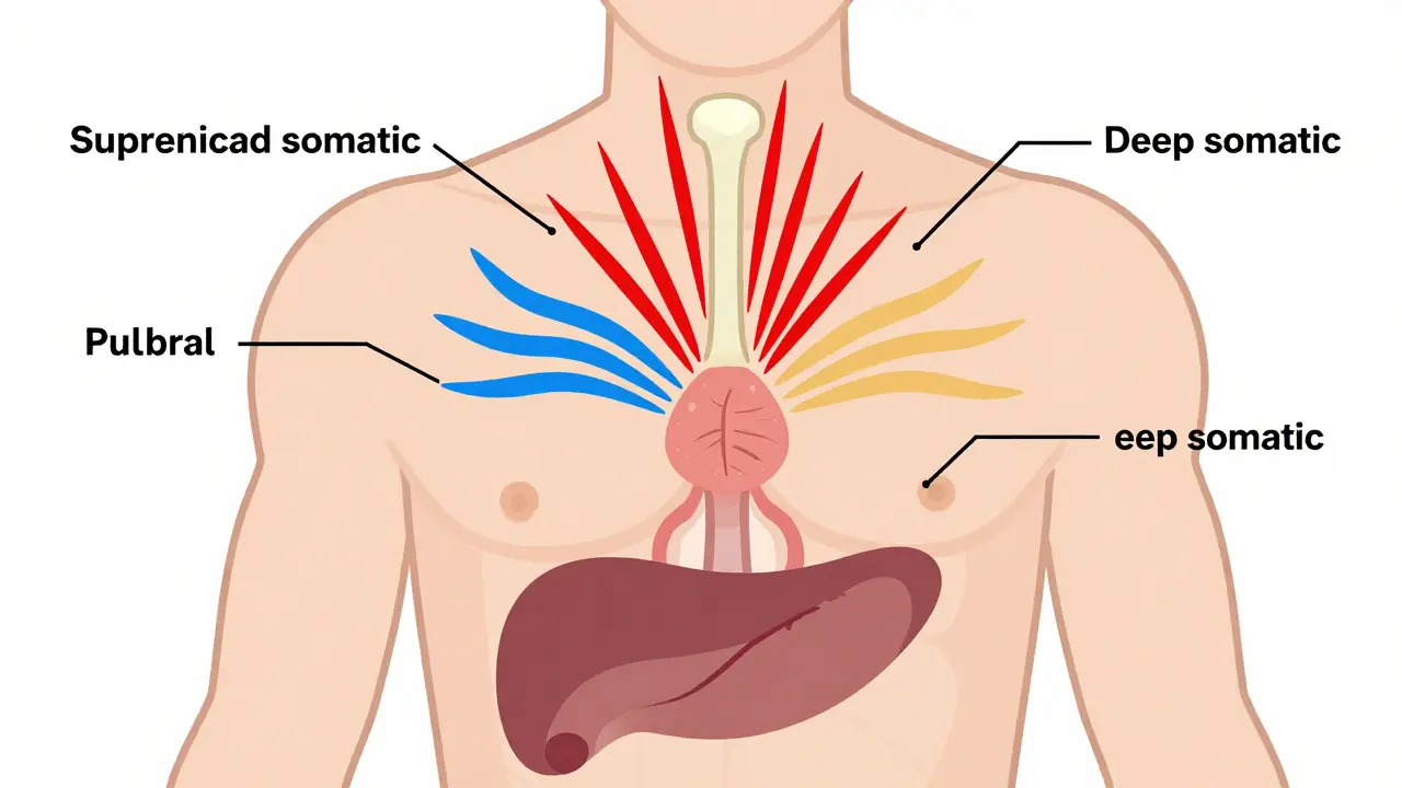 Dolor nociceptivo: lesión tisular y comparación entre AINEs y paracetamol