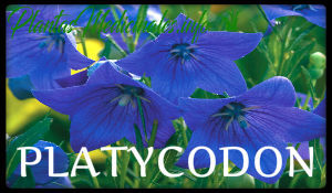 Platycodon: Beneficios y propiedades medicinales de la planta